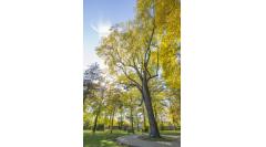 Conacul Domnesc Galerie gal 1335